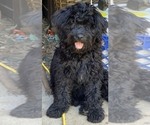 Small Photo #2 Labradoodle Puppy For Sale in BOILING SPRINGS, SC, USA