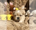Small Photo #3 Shih Tzu Puppy For Sale in MILTON, FL, USA