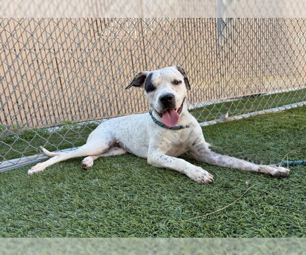 Medium Photo #2 Mutt Puppy For Sale in Downey, CA, USA