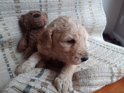Medium Photo #1 Goldendoodle Puppy For Sale in PELHAM, NH, USA