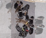 Image preview for Ad Listing. Nickname: Litter of 9
