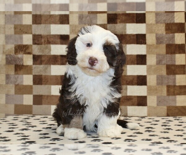 Medium Photo #4 Bernedoodle (Miniature) Puppy For Sale in DENVER, PA, USA