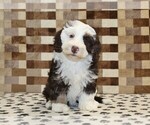 Small #3 Bernedoodle (Miniature)