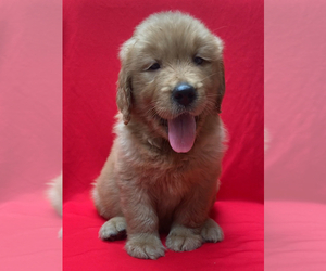Golden Retriever Puppy for sale in SANTA ANA, CA, USA