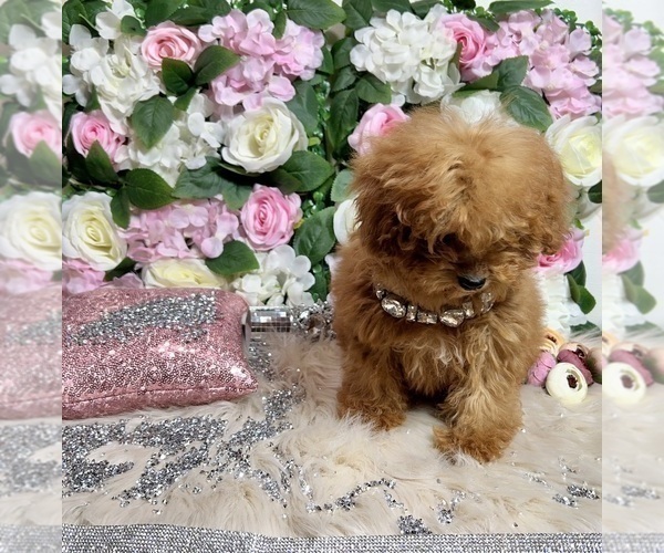 Medium Photo #40 Poodle (Toy) Puppy For Sale in HAYWARD, CA, USA