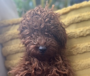 Poodle (Miniature) Puppy for sale in DUBLIN, OH, USA