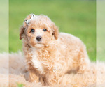 Small Photo #47 Poodle (Toy) Puppy For Sale in WARSAW, IN, USA