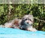 Small #26 ShihPoo
