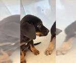 Small Doberman Pinscher Mix