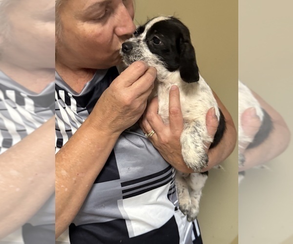 Medium Photo #17 Schweenie Puppy For Sale in DOTHAN, AL, USA