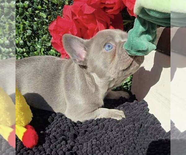 Medium Photo #6 French Bulldog Puppy For Sale in BOSTON, KY, USA