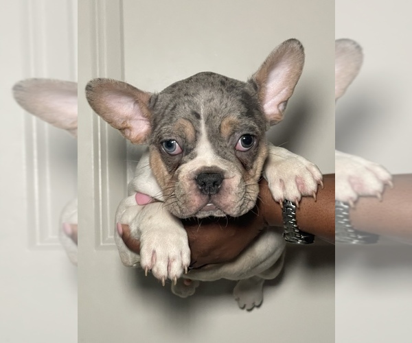 Medium Photo #1 French Bulldog Puppy For Sale in LOGANVILLE, GA, USA