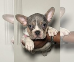 Small Photo #1 French Bulldog Puppy For Sale in LOGANVILLE, GA, USA