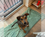 Small #4 Catahoula Leopard Dog-Retriever  Mix