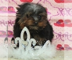 Small Photo #4 Yorkshire Terrier Puppy For Sale in SHAWNEE, OK, USA