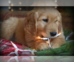 Small Photo #1 English Cream Golden Retriever Puppy For Sale in MC DOWELL, VA, USA