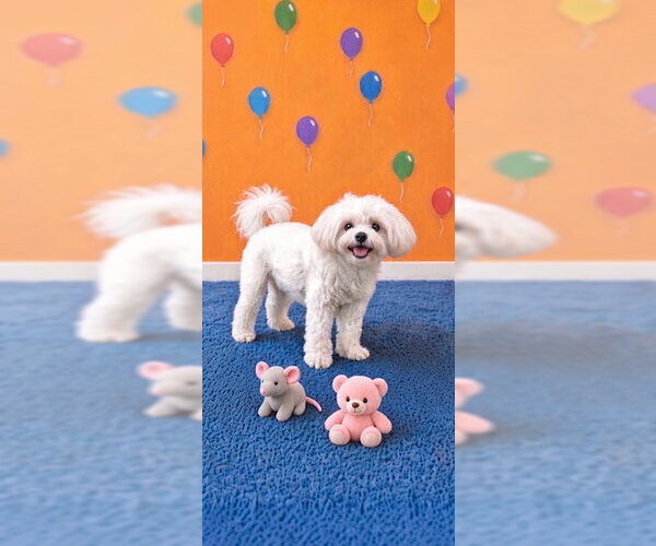 Medium Photo #1 Shih Tzu Puppy For Sale in Weston, FL, USA
