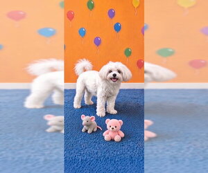 Shih Tzu Dogs for adoption in Weston, FL, USA