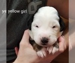 Small Photo #8 Bernese Mountain Dog-Old English Sheepdog Mix Puppy For Sale in SMITHVILLE, MO, USA
