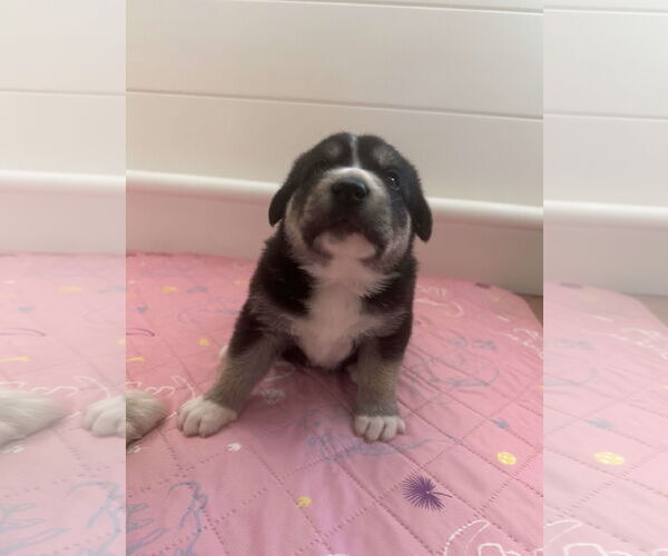 Medium Photo #15 Great Pyrenees-Unknown Mix Puppy For Sale in Houston, TX, USA
