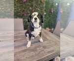 Small #3 Australian Shepherd