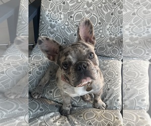 Mother of the French Bulldog puppies born on 05/18/2026