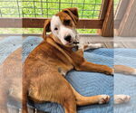 Small #5 Labrador Retriever Mix