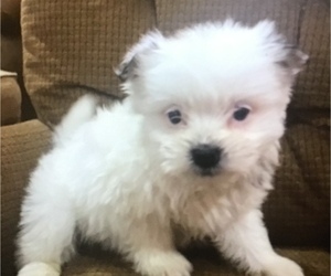 Shiranian Puppy for Sale in MOUNT CLEMENS, Michigan USA