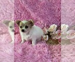 Small #17 Chihuahua