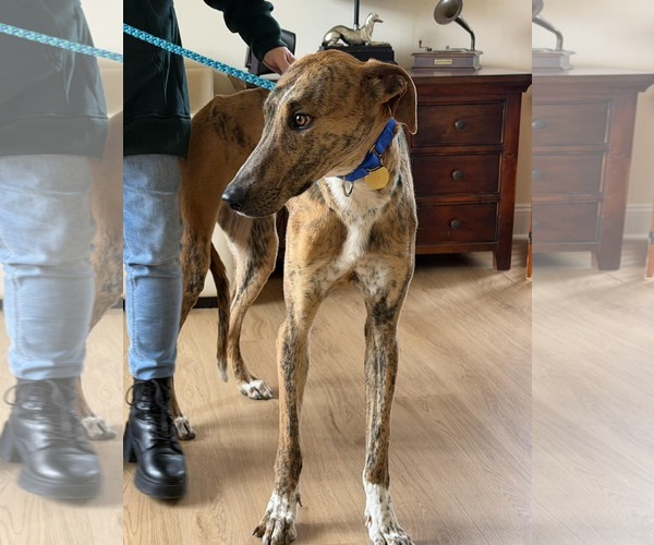 Medium Photo #2 Greyhound Puppy For Sale in Cherry Hill, NJ, USA