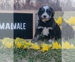 Small Photo #6 Aussiedoodle Miniature  Puppy For Sale in COUCH, MO, USA