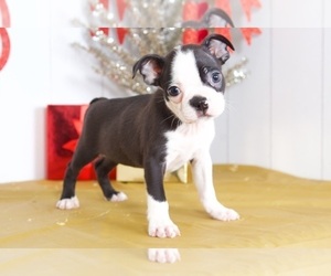 Boston Terrier Puppy for sale in MOUNT VERNON, OH, USA