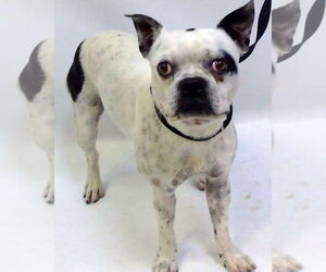 Boston Terrier Dogs for adoption in Huntington Beach, CA, USA