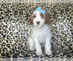 Small #2 Cavapoo