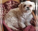 Small Photo #1 Lhasa Apso Puppy For Sale in TARRYTOWN, NY, USA