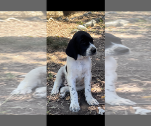 Medium Pointer