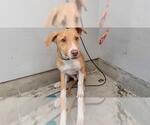 Small American Pit Bull Terrier Mix