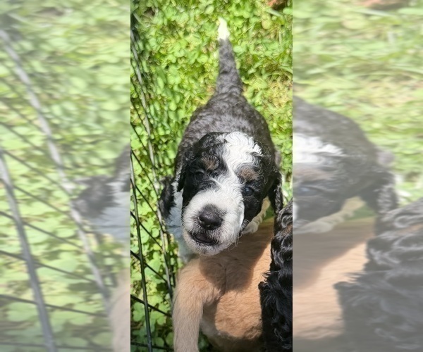 Medium Photo #10 Aussiedoodle Puppy For Sale in ASHEVILLE, NC, USA