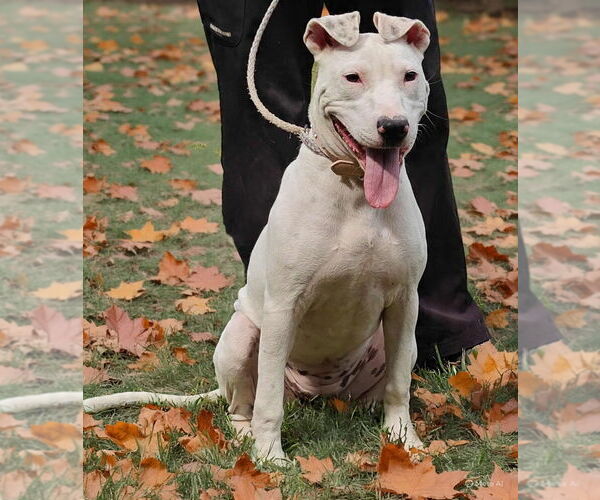 Medium Photo #5 American Pit Bull Terrier-Unknown Mix Puppy For Sale in Talladega, AL, USA