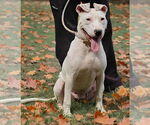 Small #4 American Pit Bull Terrier Mix