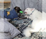 Small Photo #7 Great Pyrenees-Unknown Mix Puppy For Sale in Fargo, ND, USA