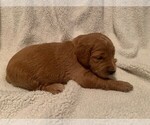 Small Photo #6 Goldendoodle Puppy For Sale in AUSTIN, TX, USA