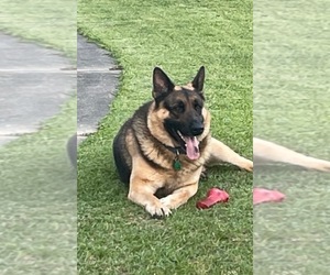 Father of the German Shepherd Dog puppies born on 09/22/2025