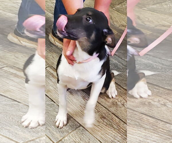 Medium Photo #3 Border Collie-Unknown Mix Puppy For Sale in Mountain View, MO, USA