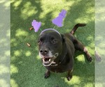 Small #31 Labrador Retriever Mix