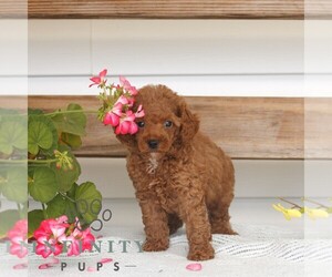 Poodle (Miniature) Puppy for sale in GAP, PA, USA