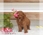 Small Poodle (Miniature)
