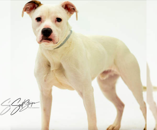Medium Photo #6 Mountain Cur-Unknown Mix Puppy For Sale in Brooklyn Center, MN, USA