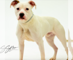 Small #5 Mountain Cur Mix