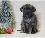 Small Photo #1 Mastiff Puppy For Sale in FREDERICKSBG, OH, USA